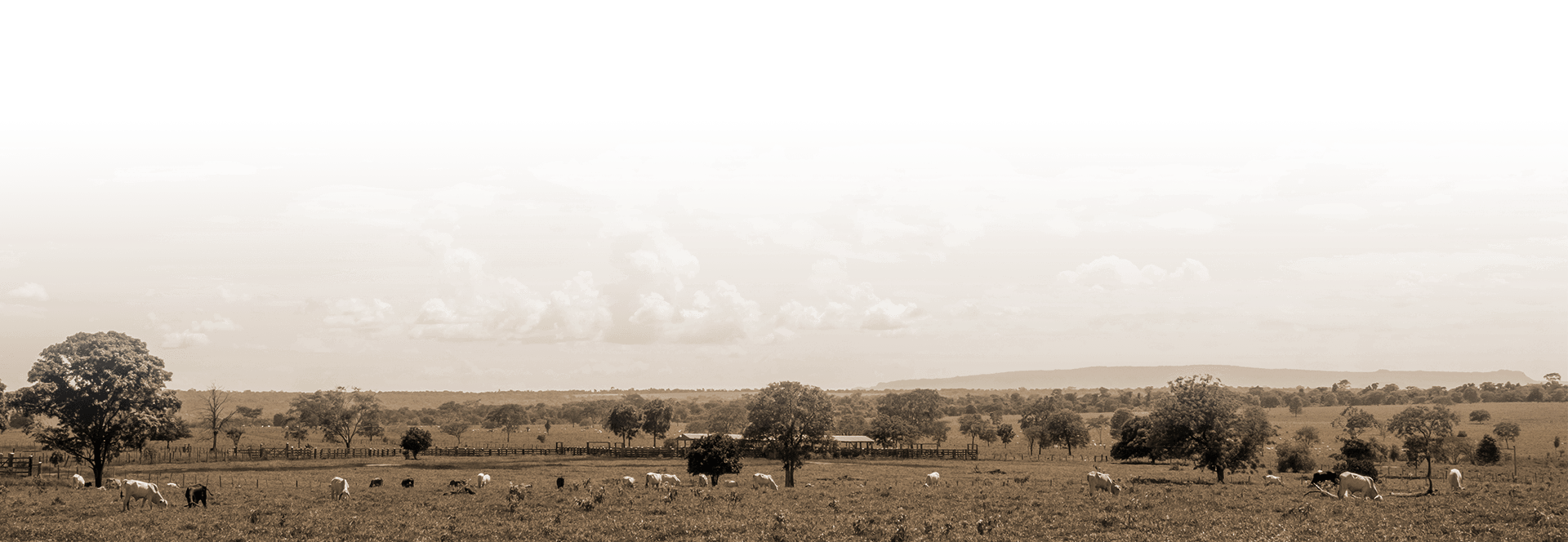 Banner Background